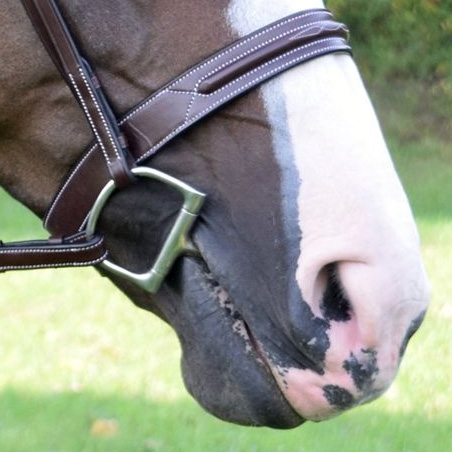 a horse with a bit in its mouth
