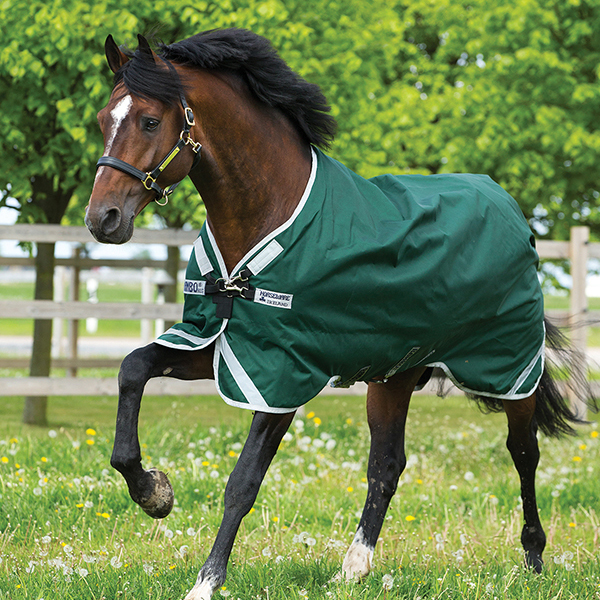 a horse with a blanket